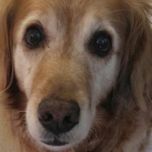 Meet your Posher, Sunsia